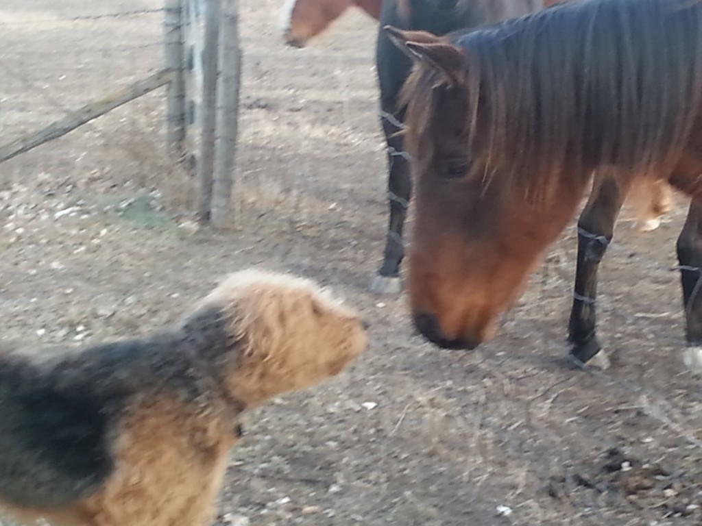 Horses Parker Vet Clinic