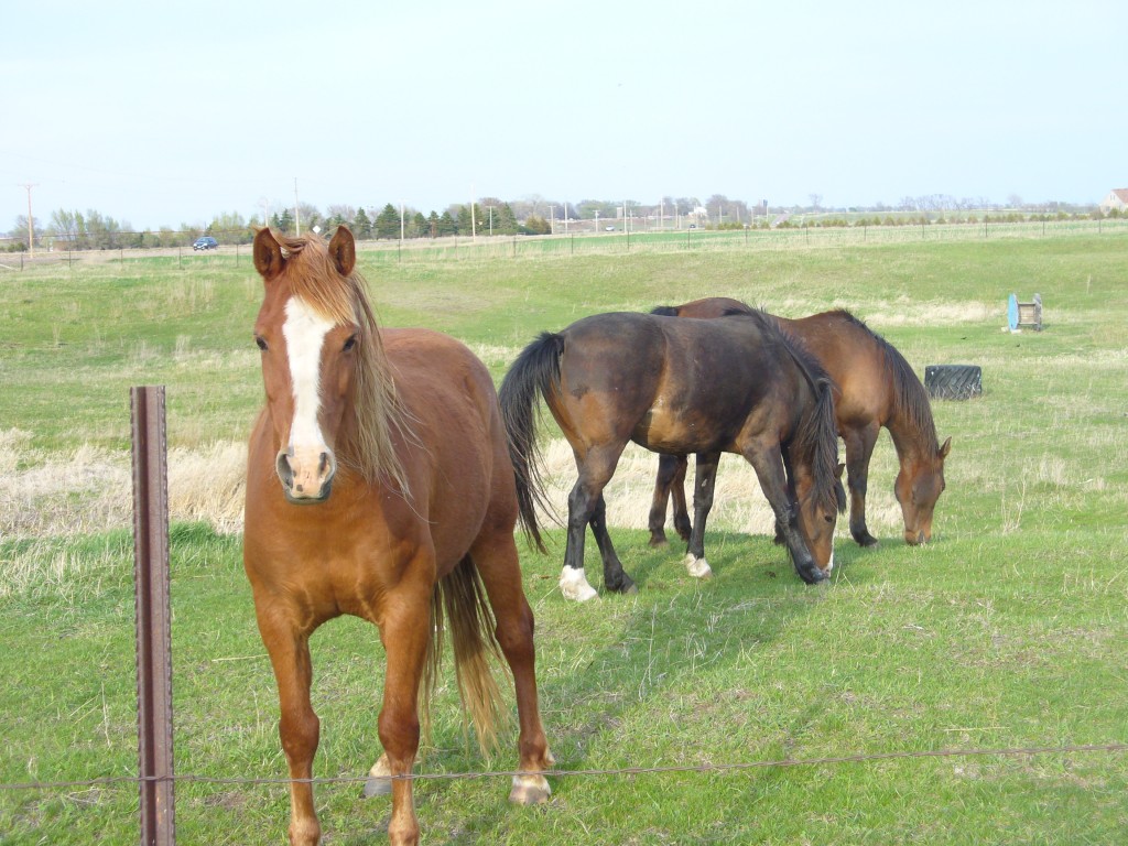 Horses Parker Vet Clinic