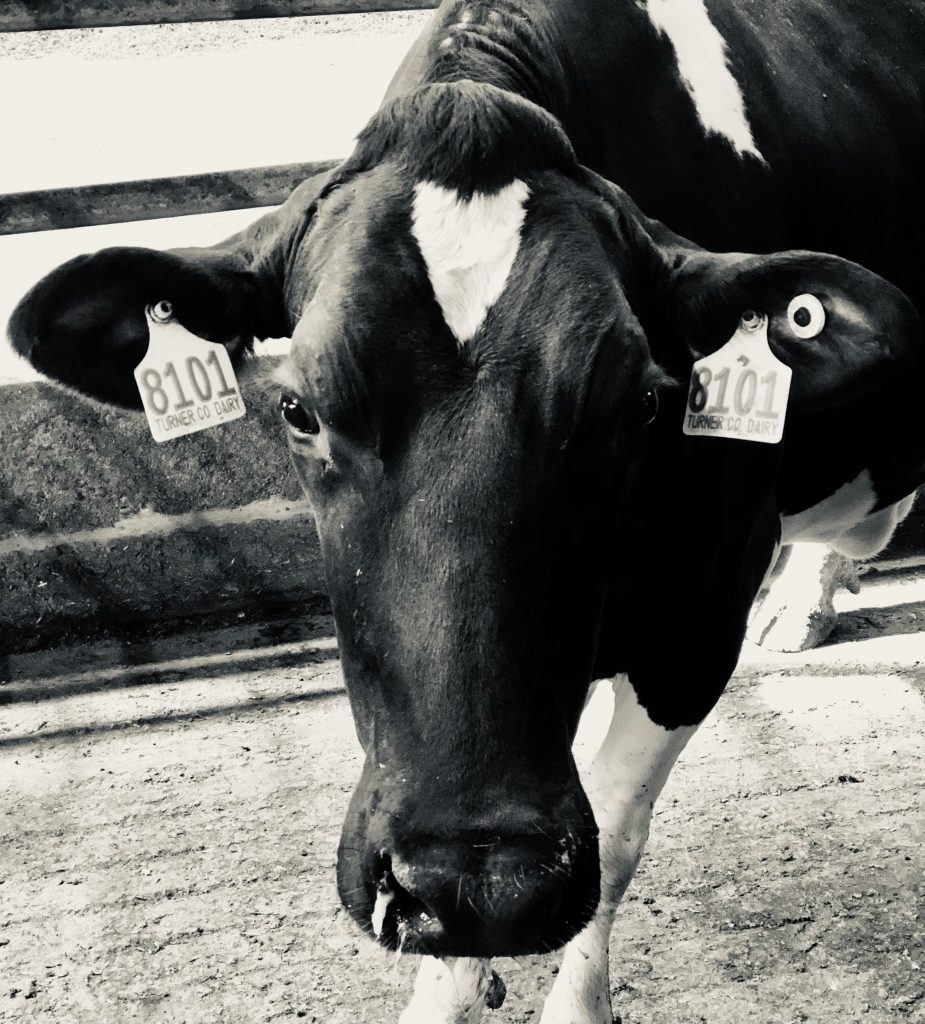 Dairy Cattle Parker Vet Clinic