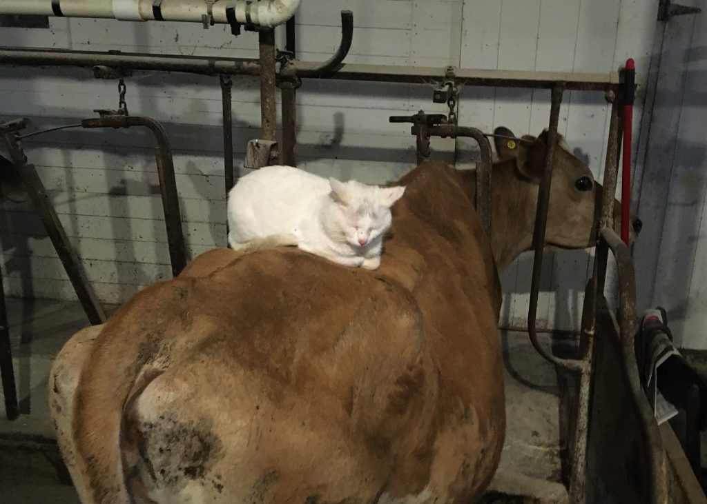 Dairy Cattle Parker Vet Clinic