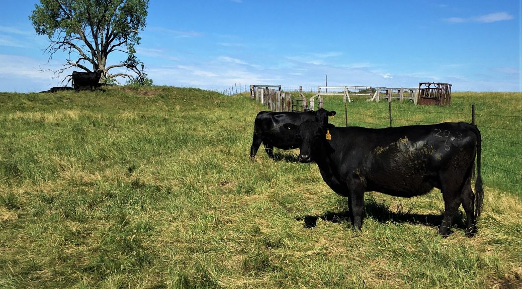Beef Cattle Parker Vet Clinic